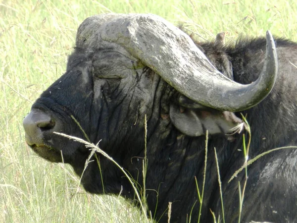 Primer plano de un enorme búfalo africano mientras descansa — Foto de Stock
