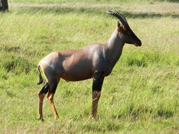Antilope topi solitaria al pascolo nella savana africana — Foto Stock