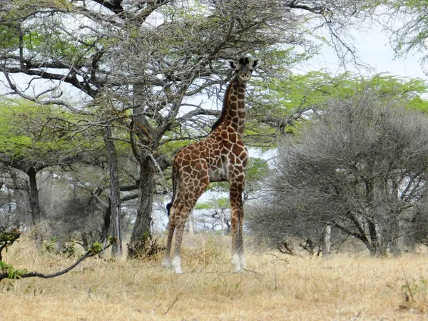 Girafa solitária comendo folhas de acácia na savana africana — Fotografia de Stock