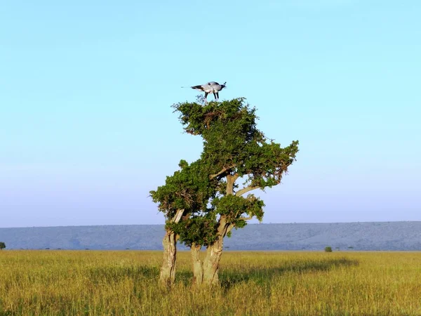 Due segretaria uccello innamorato su acacia — Foto Stock