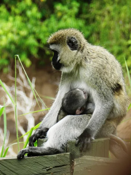 Closeup of a female of vervet monkey feeding her cub — Stock Photo, Image