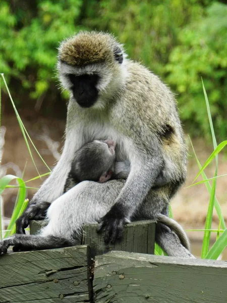 Κοντινό πλάνο ενός θηλυκού ζωηρού πίθηκου που ταΐζει το μικρό του. — Φωτογραφία Αρχείου