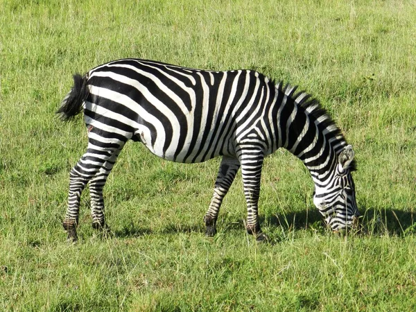 Primer plano de una cebra pastando en la sabana africana — Foto de Stock