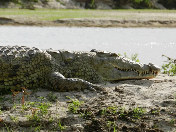 Un cocodrilo enorme en las orillas del río — Foto de Stock