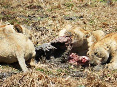 Bir grup dişi aslanın Afrika savanasında avını yemesi.