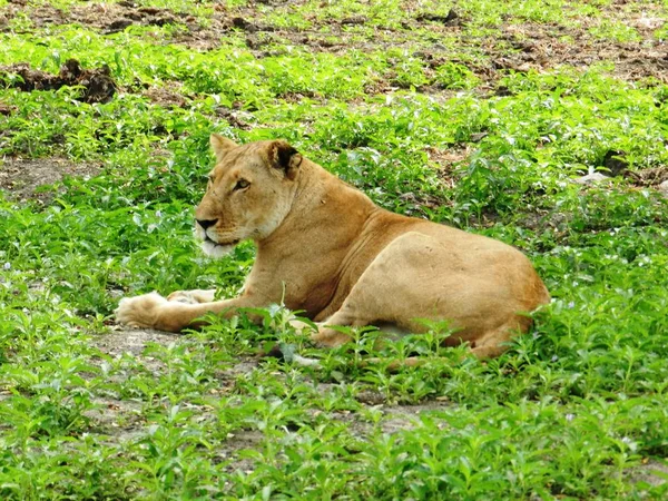 Closeup of a beautiful adult lioness in the African savannah — Stock Photo, Image