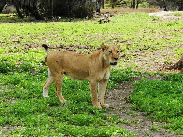 Primer plano de una hermosa leona adulta en la sabana africana — Foto de Stock