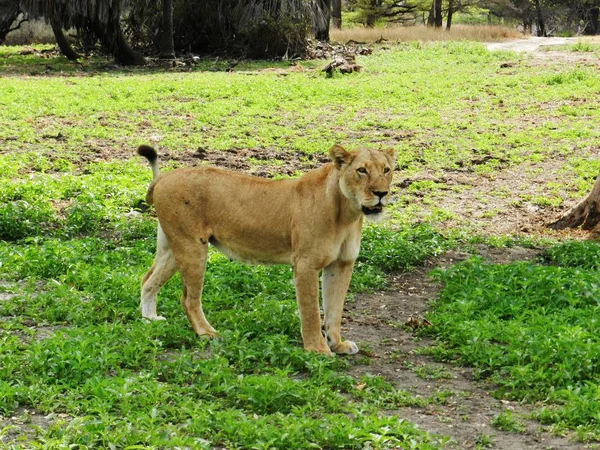 Closeup of a beautiful adult lioness in the African savannah — Stock Photo, Image