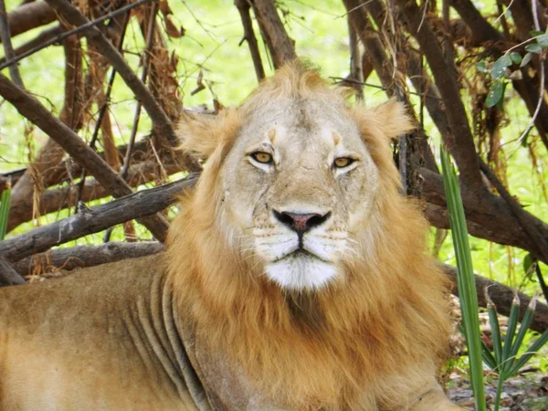 Κοντινό πλάνο ενός όμορφου ενήλικου λιονταριού στην Αφρικανική σαβάνα — Φωτογραφία Αρχείου
