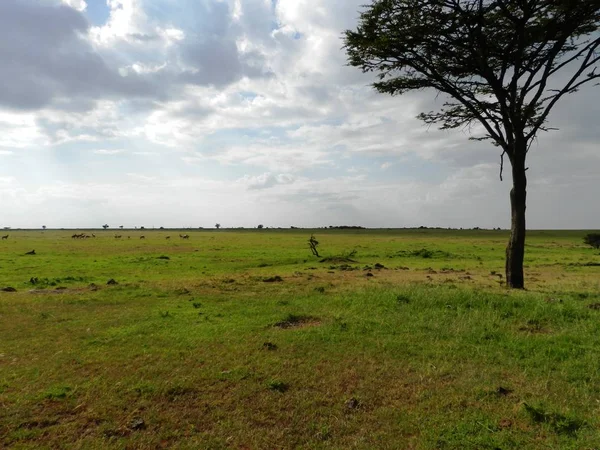 Вид на красивую африканскую саванну в начале дня — стоковое фото