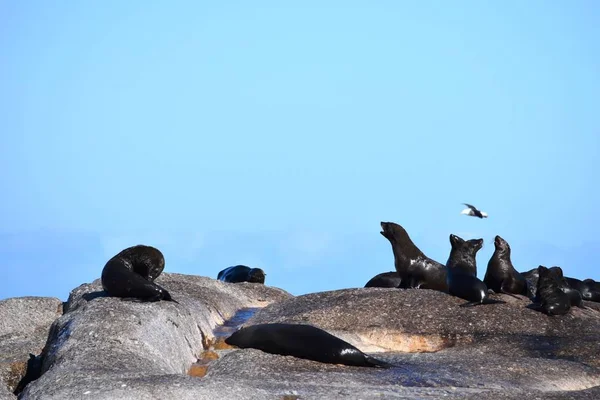 Group of sea lions on the rocks of Duiker Island — Stock Photo, Image