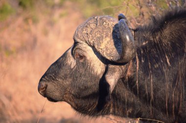 Kruger Ulusal Parkı 'nda dev bir Afrika bufalosunun yakın çekimi.