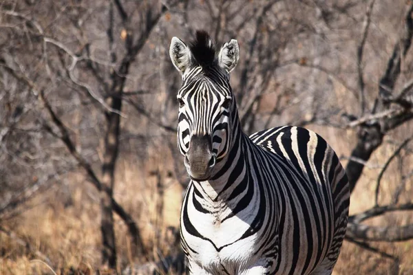 Fechar de uma zebra no Parque Nacional de Kruger — Fotografia de Stock