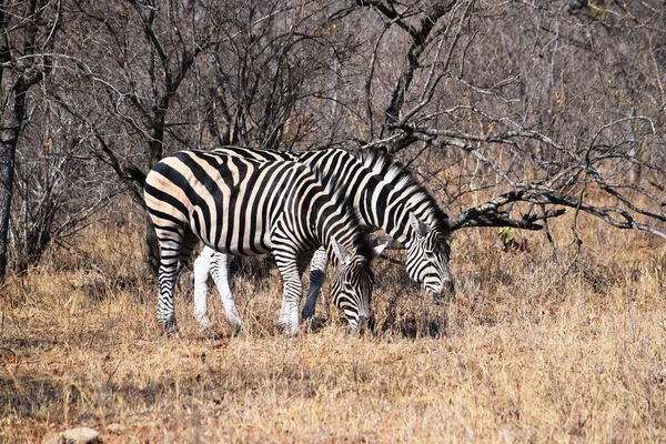 Pequeno grupo de zebras pastando no Parque Nacional Kruger — Fotografia de Stock