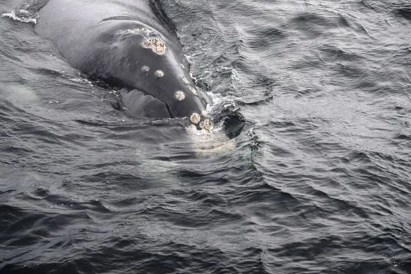 Detailní záběr obrovské jižní velryby, která se vynořuje ze studených vod oceánu, Hermanus — Stock fotografie