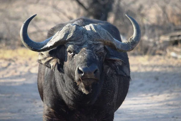 Primer plano de un enorme búfalo africano en el Parque Nacional Kruger — Foto de Stock