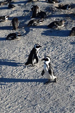 Cape Town, Boulders plajındaki sevimli Afrika penguenleri.