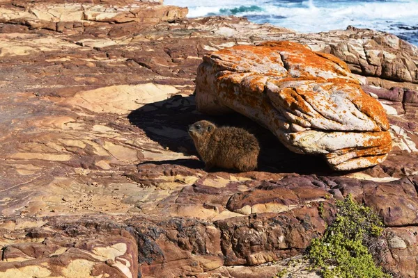 Rock Hyrax, Ümit Burnu 'nun kayalıklarında gün ışığında ısınıyor.