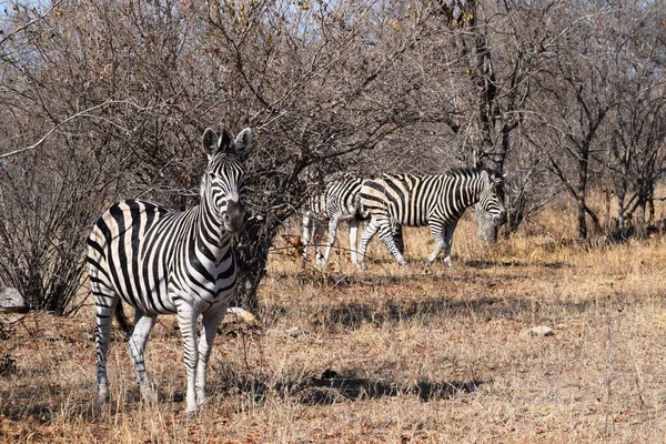 Kis zebracsoport legeltetés a Kruger Nemzeti Parkban — Stock Fotó