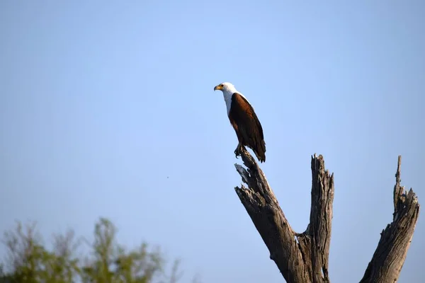 Ein afrikanischer Fischadler auf der Suche nach Beute von der Spitze eines Baumes im Chobe Nationalpark — Stockfoto