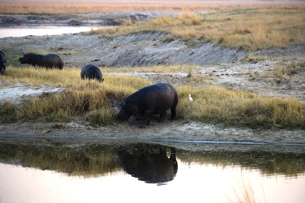 Un enorme hipopótamo reflejado en las aguas del río Chobe — Foto de Stock