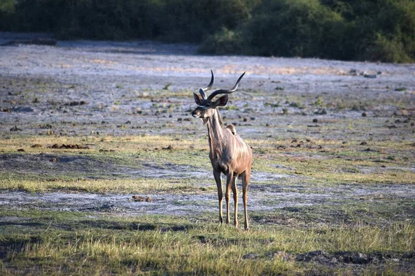 Egy elszigetelt kudu antilop a Chobe Nemzeti Parkban. — Stock Fotó