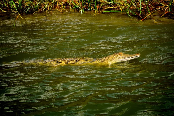Ogromny krokodyl w wodach kanału Kazinga — Zdjęcie stockowe