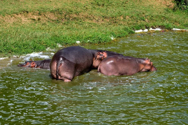 Un enorme hipopótamo y su cachorro en las aguas del canela Kazing — Foto de Stock