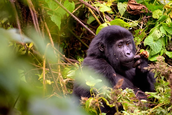 Gros plan d'un petit gorille de montagne mangeant du feuillage dans la forêt impénétrable de Bwindi — Photo