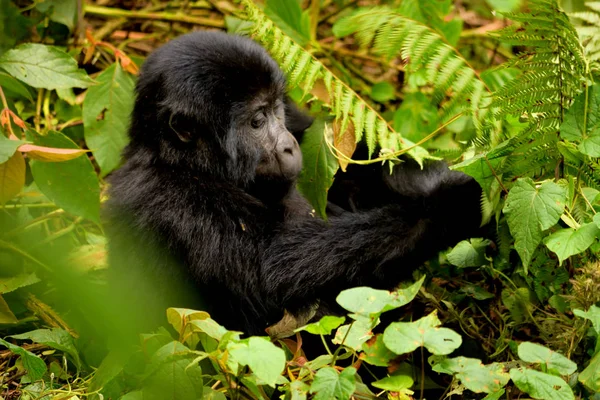 Gros plan d'un petit gorille de montagne mangeant du feuillage dans la forêt impénétrable de Bwindi — Photo