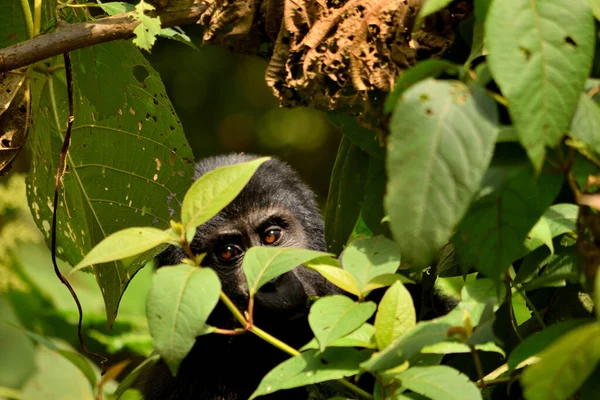 Gros plan d'un petit gorille de montagne mangeant du feuillage dans la forêt impénétrable de Bwindi — Photo