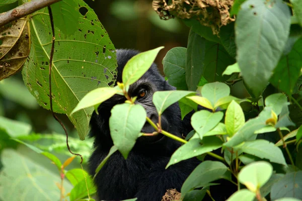 Primer plano de un cachorro de gorila de montaña comiendo follaje en el bosque impenetrable de Bwindi — Foto de Stock