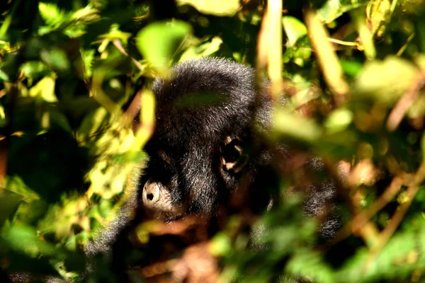 Primo piano di un cucciolo di gorilla di montagna che mangia fogliame nella foresta impenetrabile di Bwindi — Foto Stock