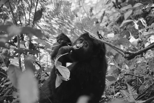 Gros plan d'une femelle gorille de montagne mangeant du feuillage dans la forêt impénétrable de Bwindi — Photo