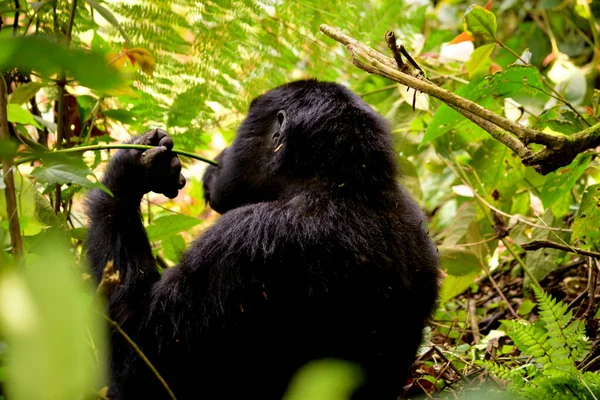 Κοντινό πλάνο ενός θηλυκού γορίλα του βουνού που τρώει φύλλωμα στο δάσος Bwindi — Φωτογραφία Αρχείου