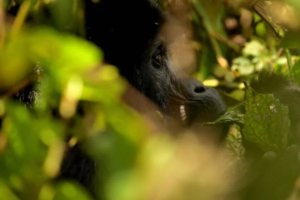 Gros plan d'une femelle gorille de montagne mangeant du feuillage dans la forêt impénétrable de Bwindi — Photo