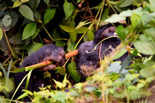 Närbild av ett berg gorilla silverrygg äta lövverk i Bwindi Impenetrable Forest — Stockfoto