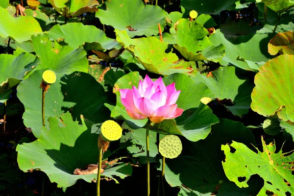 Detailní záběr krásné lotosový květ na pozadí listoví — Stock fotografie