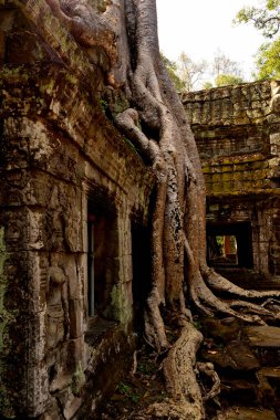 View of the beautiful famous temple of Ta Prhom, Angkor