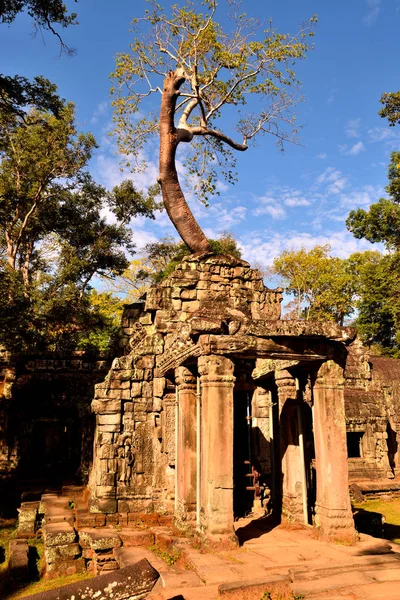 Widok na piękną słynną świątynię Ta Prhom, Angkor — Zdjęcie stockowe