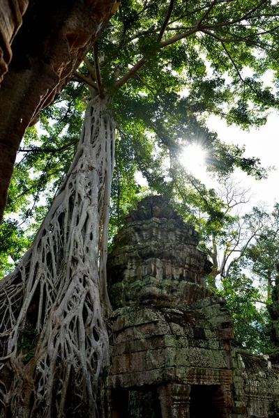 Widok na piękną słynną świątynię Ta Prhom, Angkor — Zdjęcie stockowe