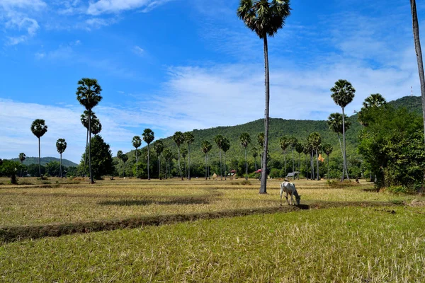 Widok na klasyczny kambodżański krajobraz w piękny słoneczny dzień — Zdjęcie stockowe