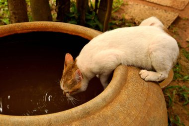 Curious kitten drinking rainwater collected in an ancient jar
