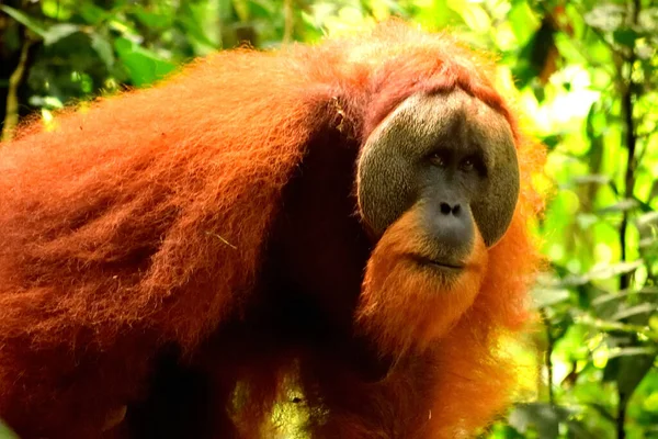 Szumátrai orángután férfi a Gunung Leuser Nemzeti Parkban — Stock Fotó