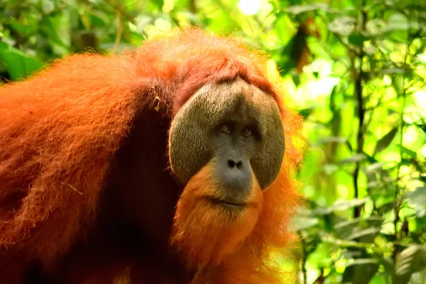 Суматранский орангутанг в Национальном парке Гунунг-Лёузер — стоковое фото