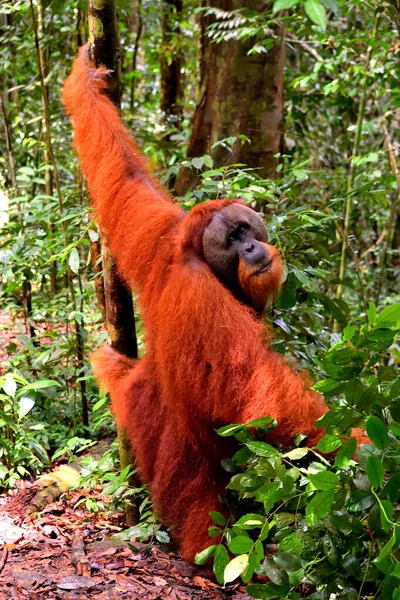 Szumátrai orángután férfi a Gunung Leuser Nemzeti Parkban — Stock Fotó