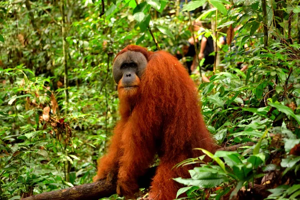Sumatra orangotango macho no Parque Nacional Gunung Leuser — Fotografia de Stock