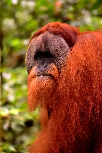 Maschio orango di Sumatra nel Parco Nazionale Gunung Leuser — Foto Stock