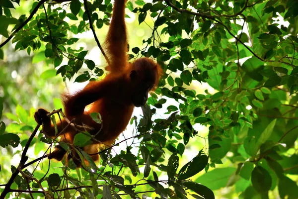 Sumatran ουρακοτάγκος στο Εθνικό Πάρκο Gunung Leuser — Φωτογραφία Αρχείου