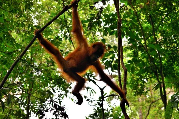 Louveteau d'orang-outan de Sumatra dans le parc national Gunung Leuser — Photo